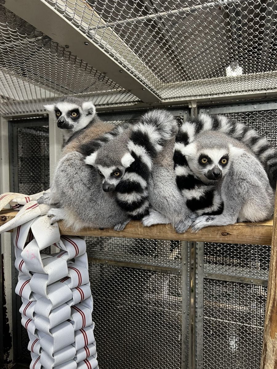 絶滅危惧種のワオキツネザル　展示環境を随時改善　東武動物公園