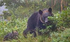 肩や目を爪で切り裂かれ…クマに襲撃された男性、「頭が真っ白」危機一髪の恐怖体験を証言