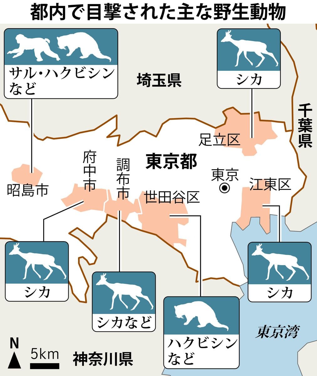 東京・江東区にシカ？　都心に出没「アーバンアニマル」民家侵入、人を襲う被害も