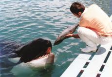 鯨類飼育の変遷⑦　手探り状態でシャチの餌付け　くじら日記