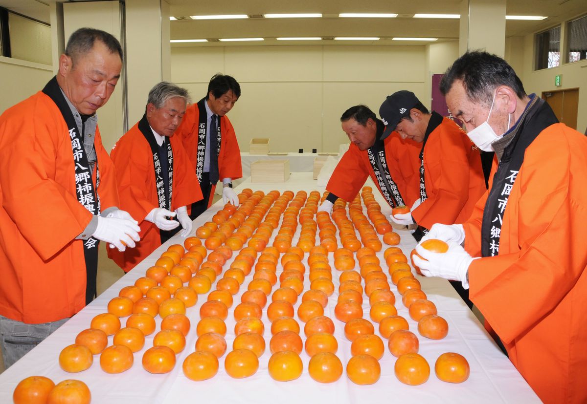 茨城・石岡で皇室献上柿の審査会、昭和30年から続く伝統事業　生産者「おいしくできた」