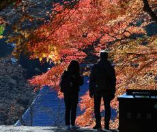 創建1200年、神護寺で紅葉が見頃に イヌも魅了された