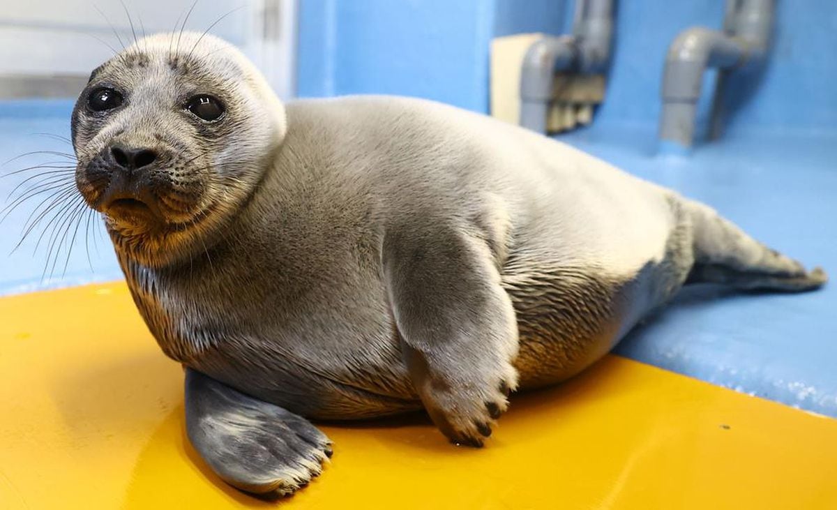 オランダの「アザラシ幼稚園」、ライブ動画が日本で人気　プカプカゴロゴロ「かわいい」