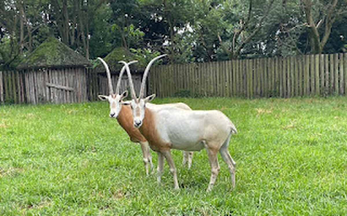 園初２頭の希少種　シロオリックス　東武動物公園　埼玉動物園だより