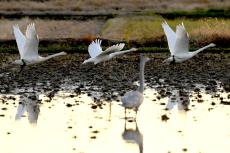 舞い飛び歌う、冬の使者「白鳥」　収穫が終わった水田地帯に響く鳴き声　彩時記～１２月・師走