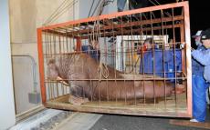 東日本大震災で避難してきた動物たち 妊娠後期できたゴマフアザラシの出産に立ち会う　話の肖像画　鴨川シーワールドの獣医師・勝俣悦子＜22＞