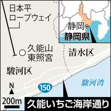 コンクリート製石垣の間で栽培される「久能いちご」　濃厚な甘さとみずみずしさに舌鼓　静岡　　味・旅・遊