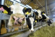 坂本哲志農水相「国内で乳牛介して鳥インフル感染が広がる恐れはない」、米国で感染拡大