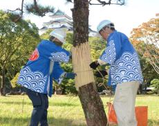 和歌山城で冬の風物詩「こも巻き」マツの木害虫から守る