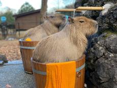 実は寒さ苦手、水中が得意なカピバラの「温泉」始まる　埼玉県こども動物自然公園