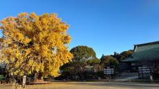 遊行寺で開山700年初のライトアップ　一遍上人が開いた時宗の総本山　神奈川・藤沢