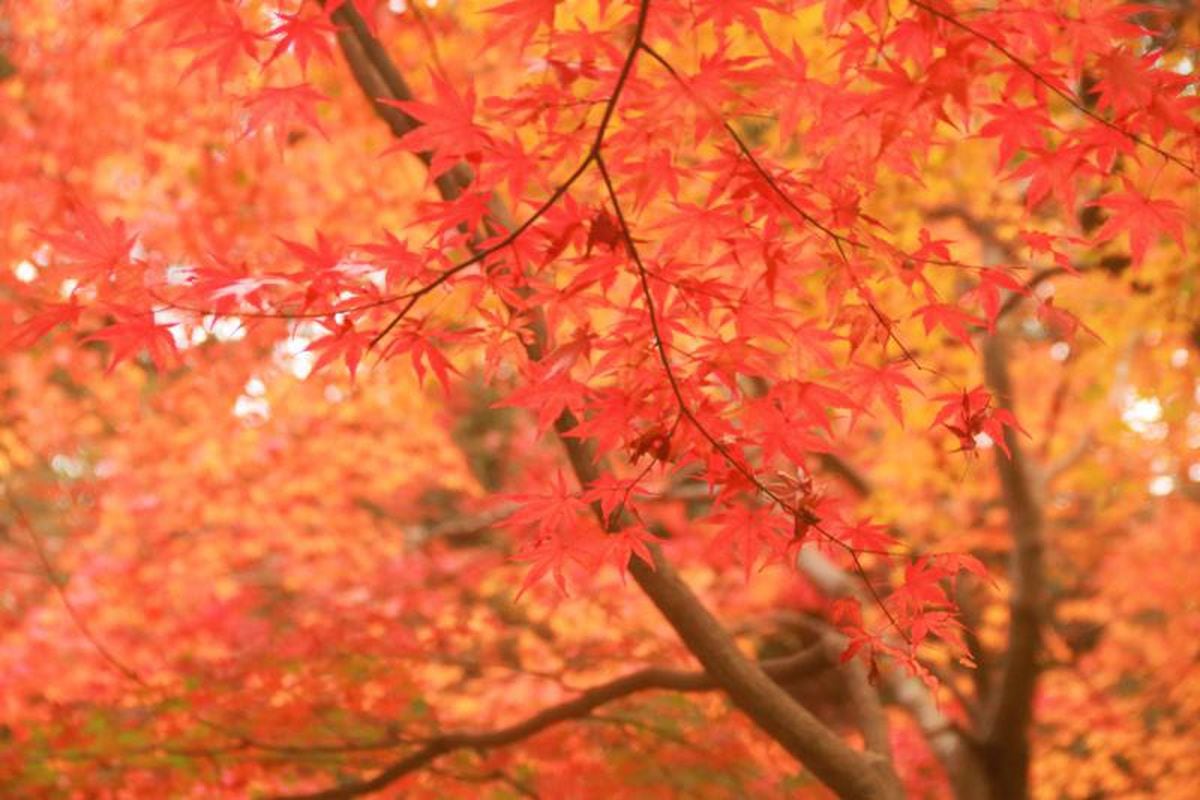 紅葉美しい秋の里山へおすすめのハイキング　中高年がけがなく楽しむための3つのポイント