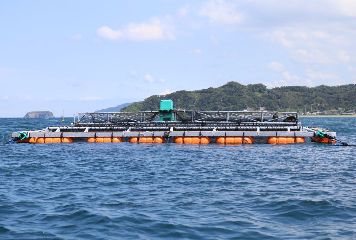 希少魚カイワリ×マアジの養殖独自品種にすし職人もうなる　千葉・南房総でブランド化へ