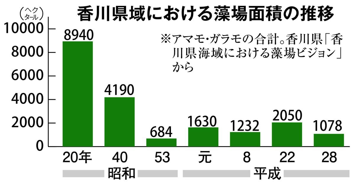 甘みたっぷりなウニで「一石三鳥」　廃棄うどんを餌に養殖、藻場再生と漁獲量回復狙う