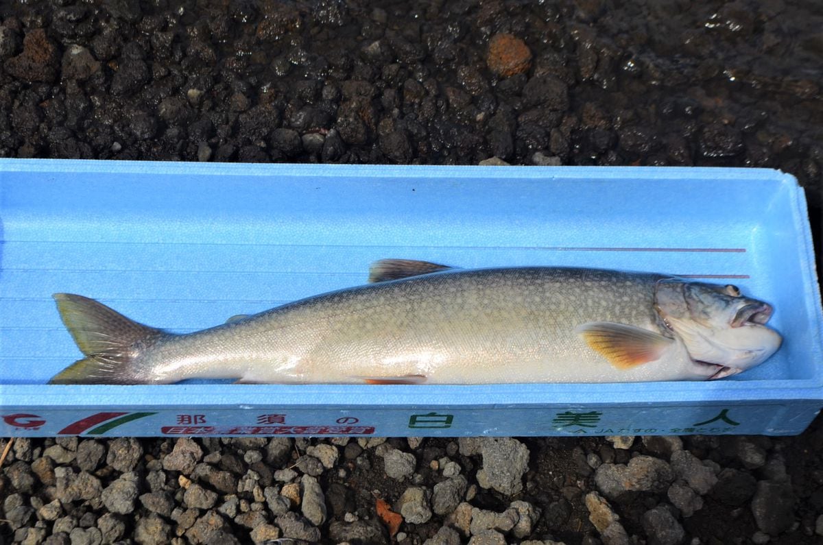 「生き残ってくれ」　本栖湖で外来魚食害のヒメマス　成魚放流などの対策で漁再開目指す