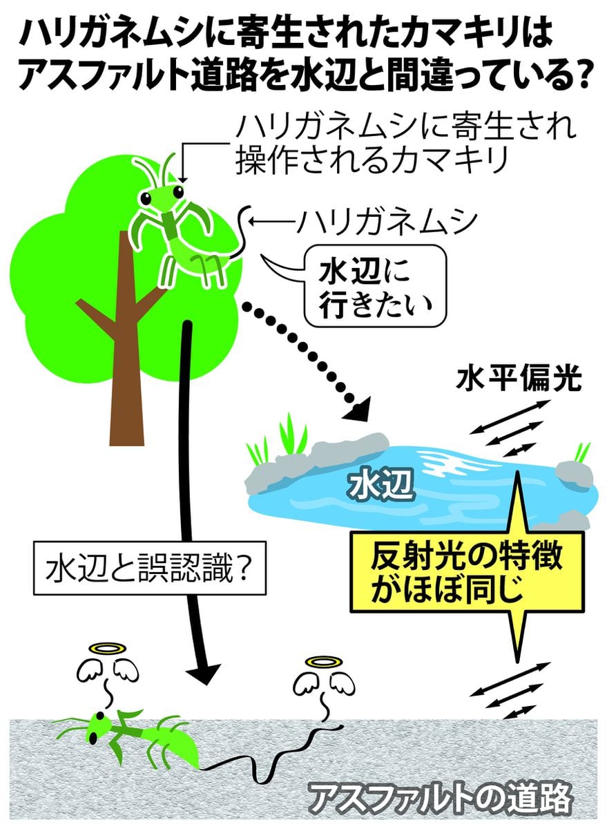 アスファルトで事故死するカマキリ、犯人は寄生したハリガネムシ　「秋の悲劇」の謎解明