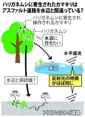 アスファルトで事故死するカマキリ、犯人は寄生したハリガネムシ　「秋の悲劇」の謎解明