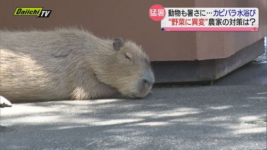 “危険な暑さ”続き…動物たちはぐったり農作物には異変も　静岡県内各地
