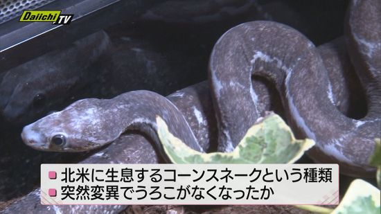 うろこのない希少なヘビが特別展示（静岡・河津町）