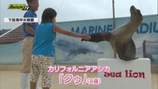 アシカと握手 ふれあいイベントが人気に　静岡・下田海中水族館