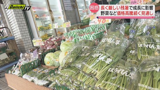 長く厳しい残暑の影響 野菜など価格高騰が続く見通し…農作物の成長に深刻な影響（静岡県）
