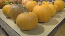 かぼちゃの重さ競う「ジャンボかぼちゃコンテスト」　ことしは猛暑や雨で小ぶり