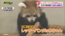 “レッサーパンダの聖地” で赤ちゃん誕生！ 日本平動物園で一般公開　静岡市