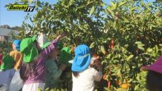 園児たちが農業高校生たちが育てたミカンを収穫体験・磐田市