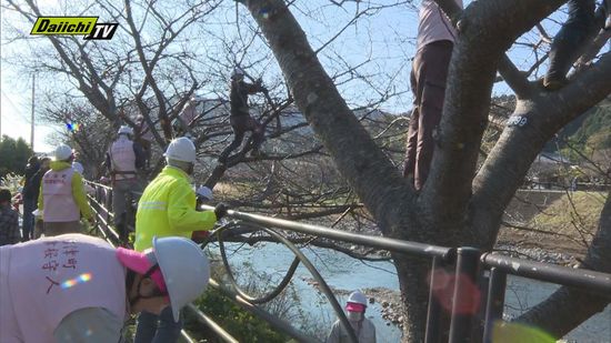 来年2月の開催を控える河津桜まつりを前に有志らが合同で剪定作業