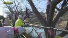 来年2月の開催を控える河津桜まつりを前に有志らが合同で剪定作業