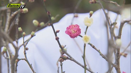 上皇さまの誕生日をお祝い 熱海梅園で恒例の「梅の枝切り」（静岡県）