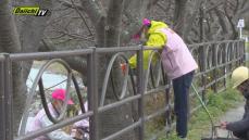 2月1日から始まる河津桜まつりを前に、11日河津桜を守る有志団体が桜並木のパトロールを行う
