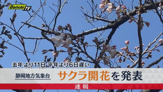 【速報】サクラ開花を発表　静岡地方気象台