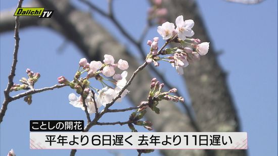 「“休眠打破”がうまくいかなかった」サクラ…平年より6日　去年より11日遅い開花（静岡地方気象台）