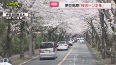 きてよかった！伊豆高原「桜のトンネル」満開（静岡・伊東市）