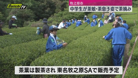 【新茶シーズン】中学生が茶娘・茶息子姿で茶摘み（静岡・牧之原市）