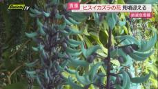 【絶滅危惧種】ヒスイカズラが立派な花をつけ来園者を魅了（静岡・東伊豆町）
