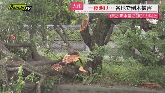 【天気回復も爪痕】前線を伴った低気圧の影響で前日から県内は大雨に強風…倒木などの被害も確認（静岡）