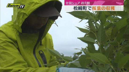 和菓子などに使われる桜葉　松崎町で収穫のピーク（静岡）
