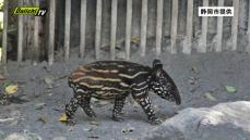 「日本平動物園」で誕生のマレーバクの赤ちゃん１４日から一般公開…合わせて「名前投票」実施へ（静岡市）