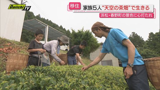 【天空の茶畑】北遠の標高４００メートルに広がる茶畑で移住家族が作るこだわりのお茶(浜松市天竜区春野町)