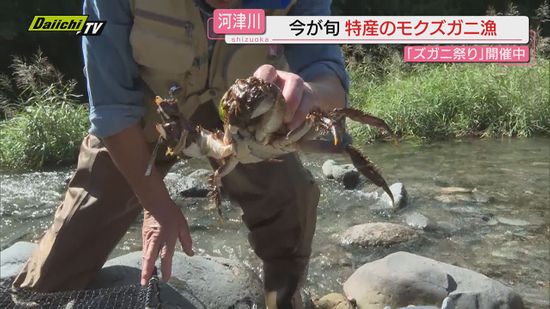 【秋の味覚】地元では｢ズガニ｣と呼ばれる特産･モクズガニ漁解禁…旬を味わえる予約制ランチも（静岡･河津町）