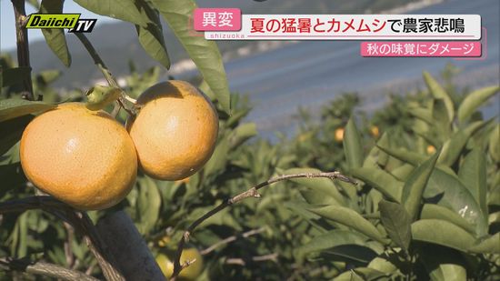 【異変】夏の記録的猛暑にカメムシ　秋に収穫期を迎える果物にダメージ増加（静岡）