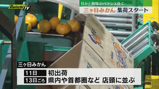 三ヶ日みかんの集荷スタート"甘みと酸味のバランス良く" 生産量は例年並みの見込み（静岡・浜松市）