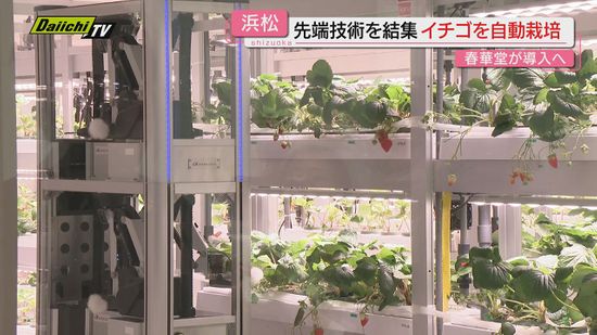 【最先端】“イチゴ自動栽培システム”を菓子メーカー｢春華堂｣が導入…ロボットが担う栽培技術とは(浜松市)