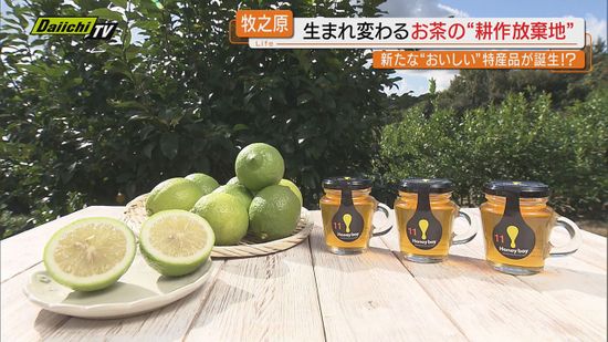 【再生活用】茶畑の耕作放棄地で新たな農産物づくりの取り組み…“特産品”育成へ期待も（静岡･牧之原市）