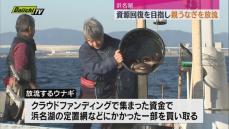 資源回復を目指し親うなぎを海に放流（静岡・浜名湖）