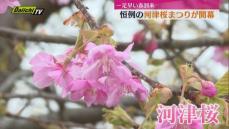 開花やや遅めも　静岡県河津町で河津桜まつりが開幕