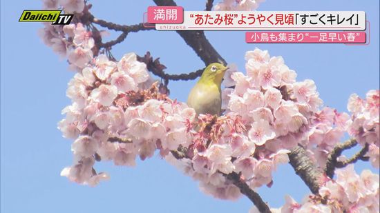 【厳寒一転】県内各地“最強寒波”の影響弱まり3月並み気温…公園･観光地では春めく陽気に歓迎の声(静岡)