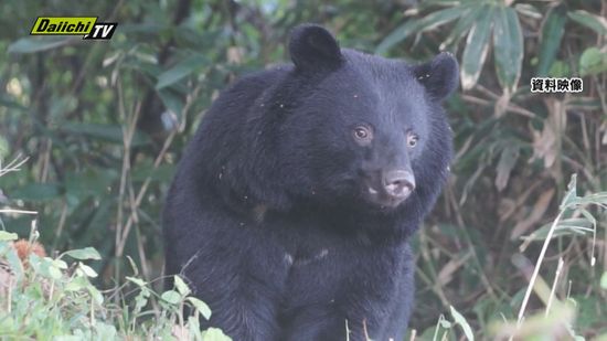 熱海市でツキノワグマ捕獲 普段は見かけない場所に出没（静岡・熱海市